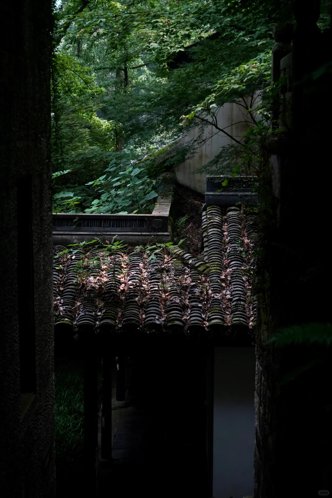 杭州虎跑|这是西湖边我最爱的小公园🍃
