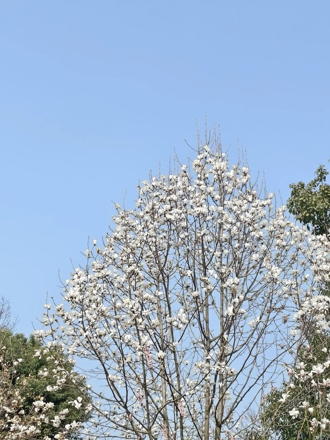 春天的景色