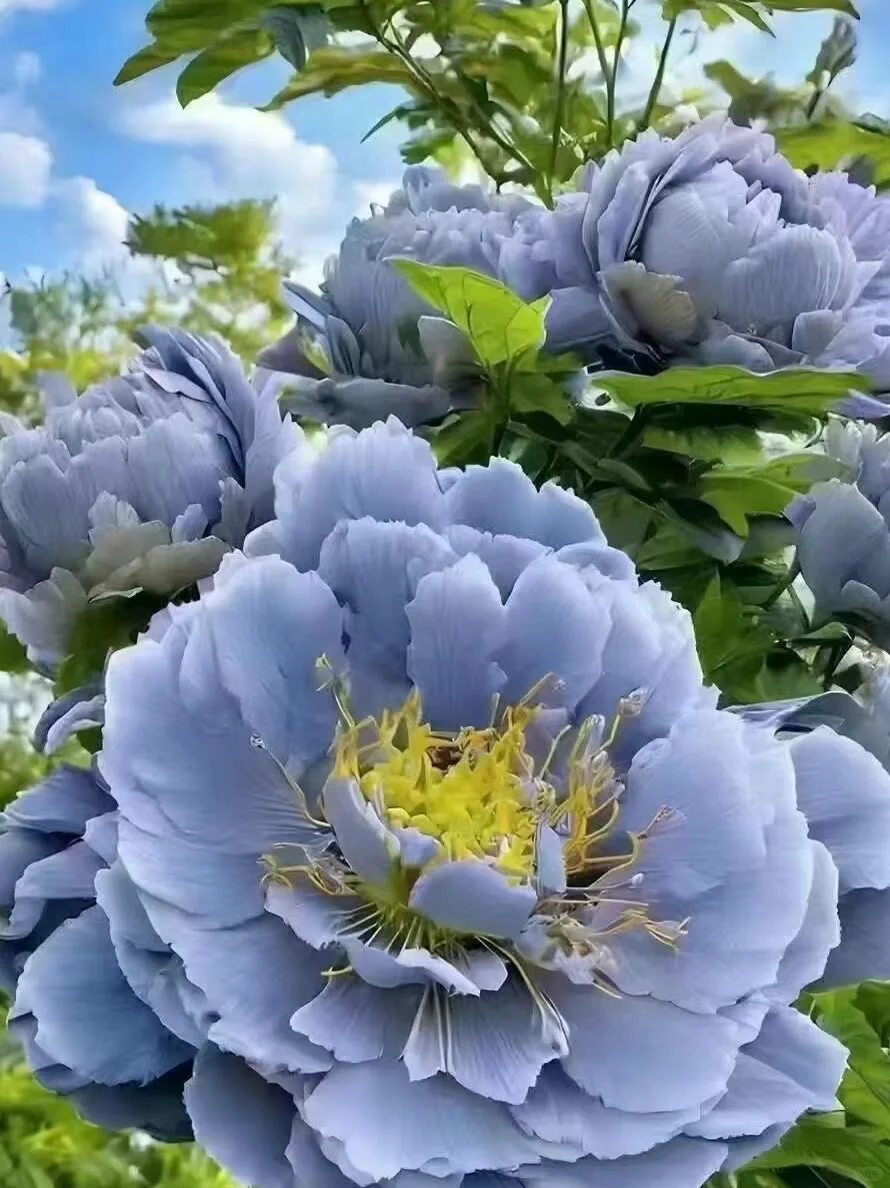 25年洛阳牡丹花卉您准备去哪