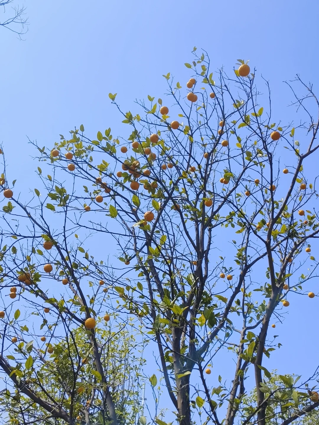 春天的景色
