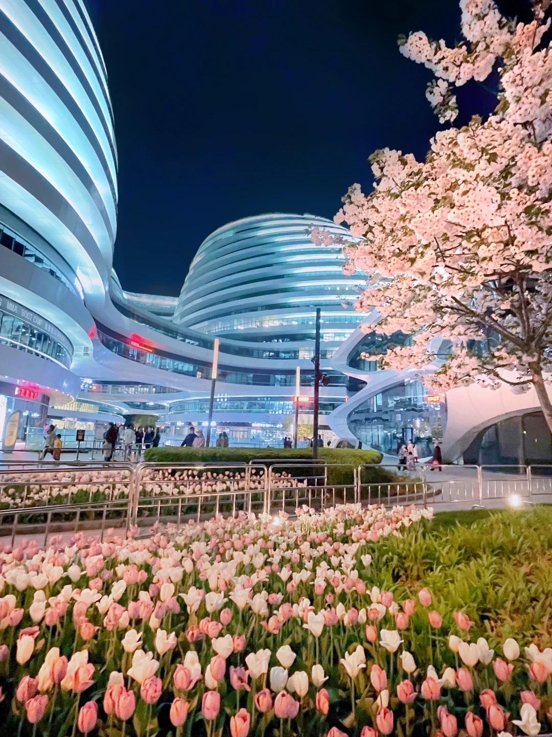 夜游北京🌷4月这里我愿称之郁金香最佳机位