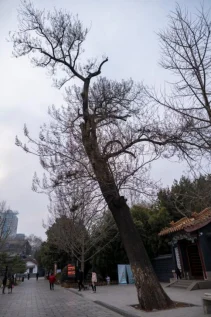 清明假期旅行计划——邯郸一日游