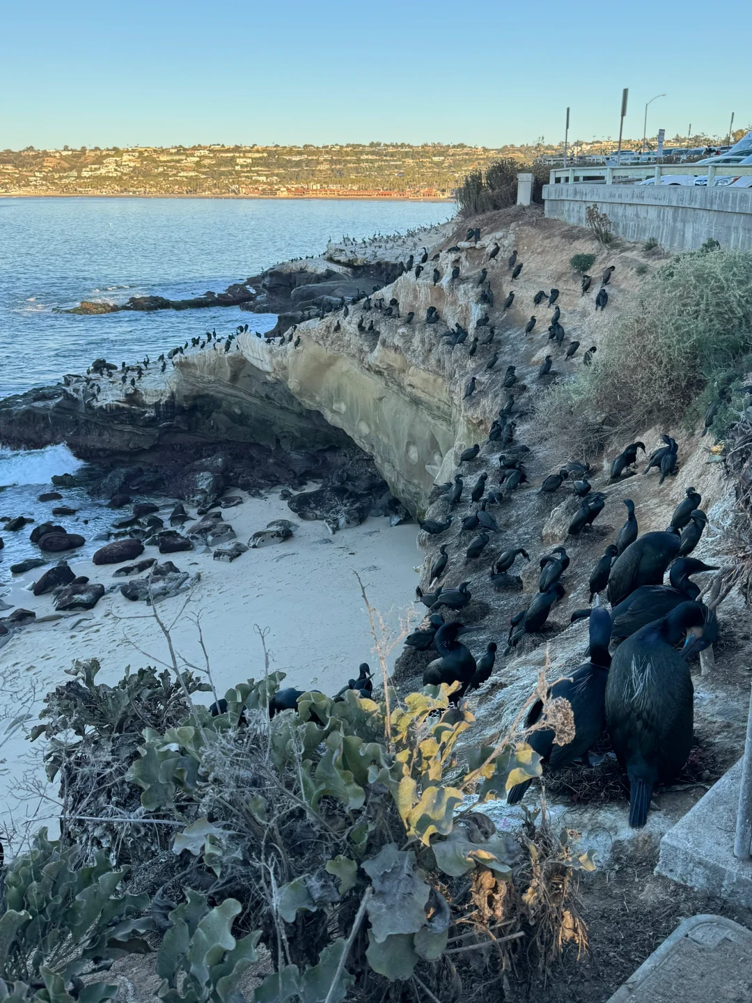 美国｜圣地亚哥La Jolla Cove🦭海狮太可爱啦