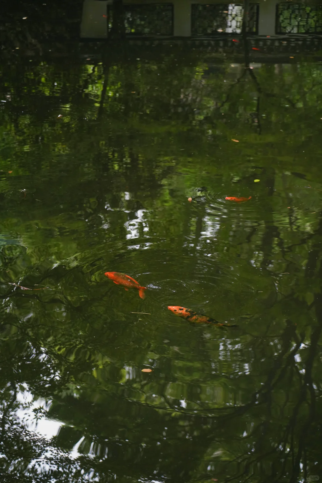 杭州虎跑|这是西湖边我最爱的小公园🍃