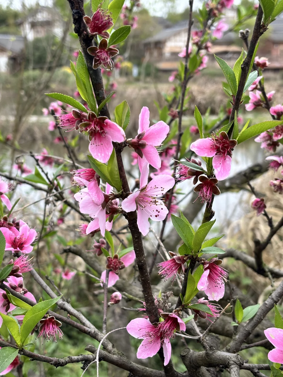 官塘新村