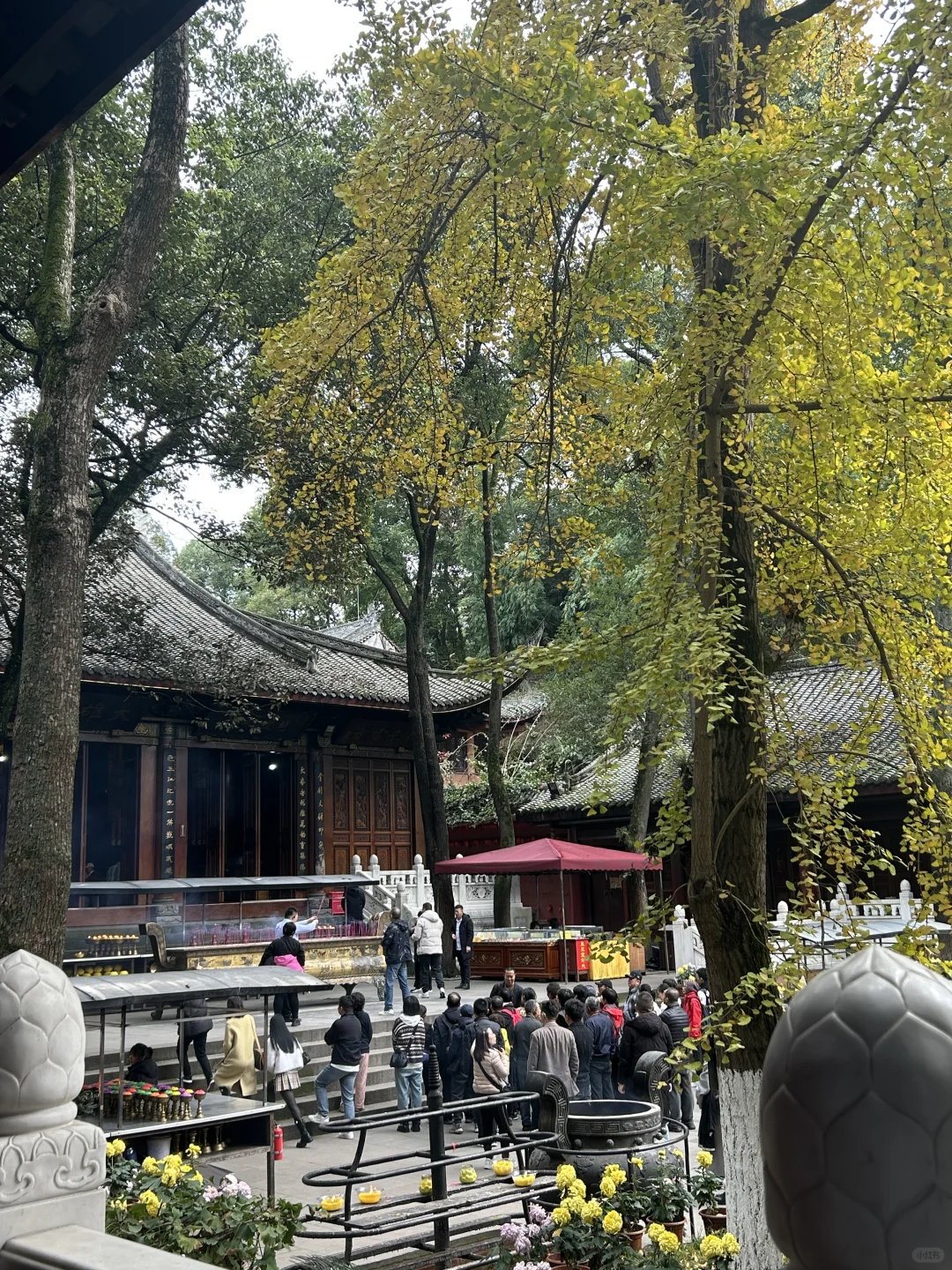 乐山大佛，峨眉山都去了，来听听我的个人感受