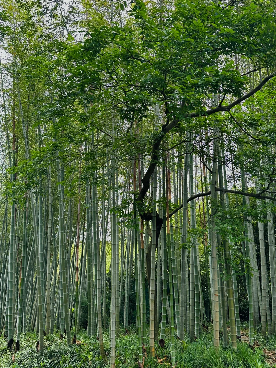 池州，绝对是被低估的旅游城市！太低调