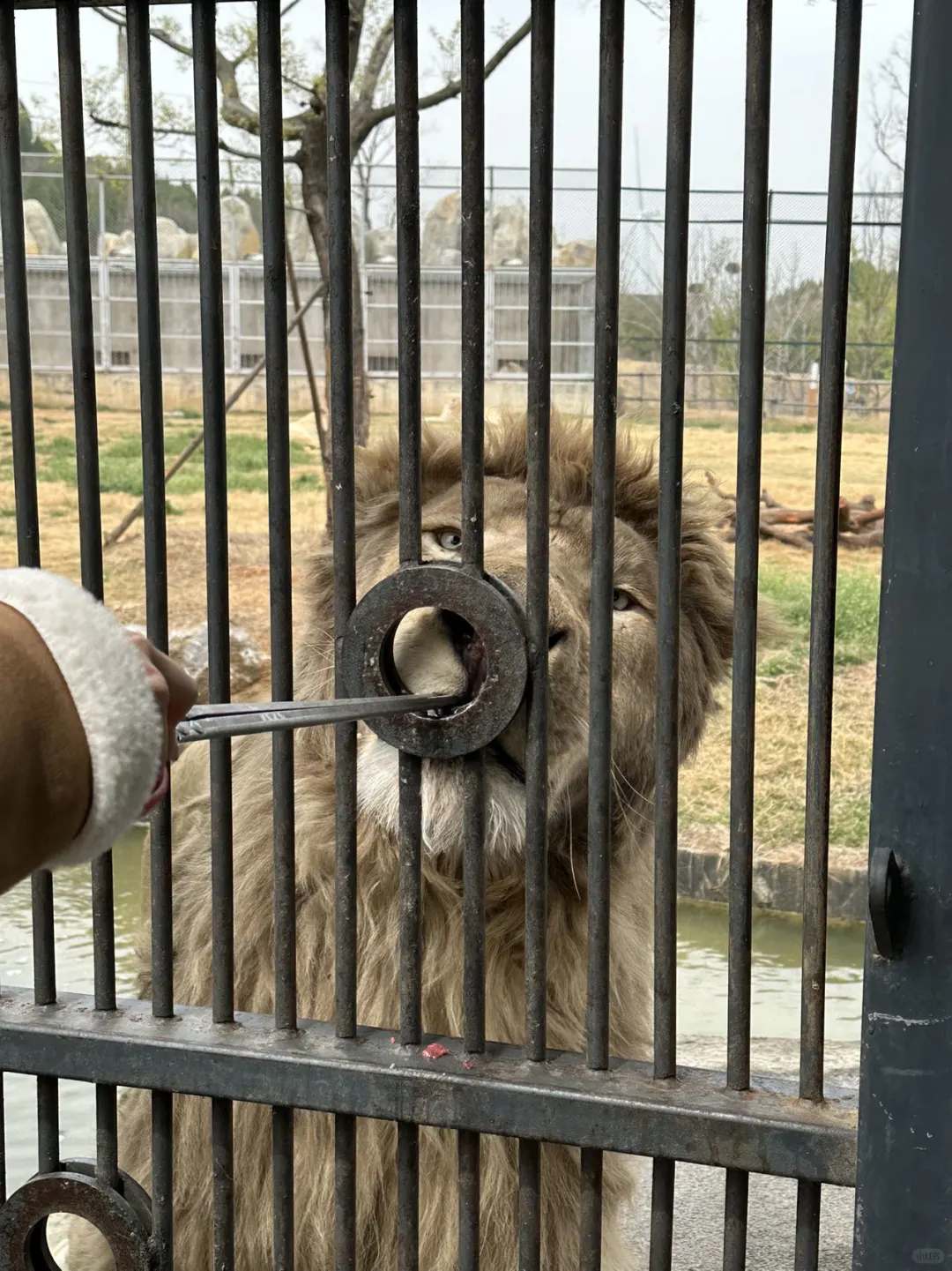 徐州｜九顶山野生动物园🦒旅游攻略来喽‼️