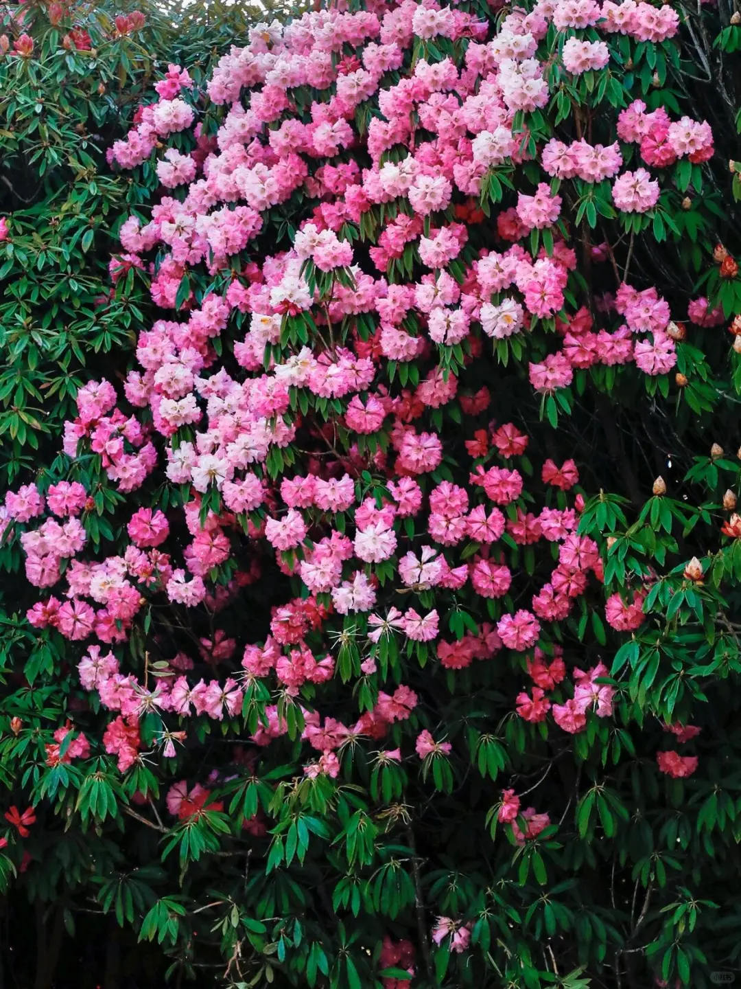2025百里杜鹃花即将全面盛开🌺