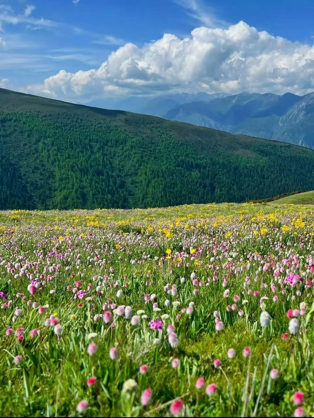 接下来的川西...将是万万次的春和景明啊💐