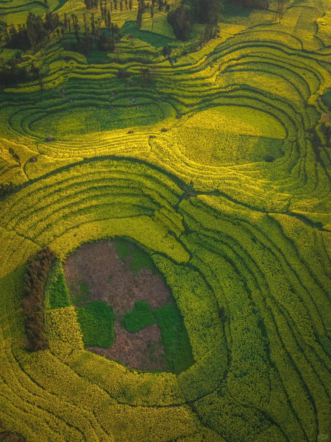 🌼云南罗平的三月，如同闯入画中
