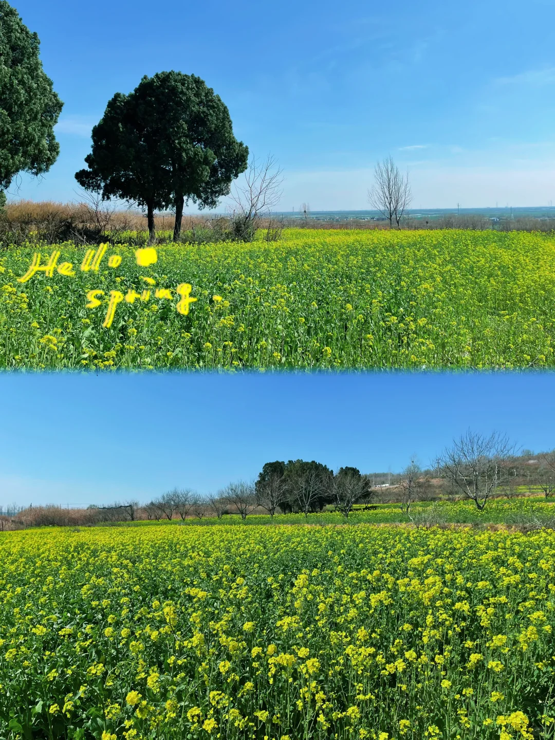 襄城|恰逢春日 一田金黄 一面春光🌼