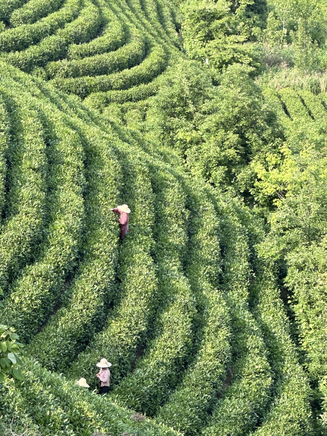信阳|别去文新茶村人挤人，这有一处无人茶山