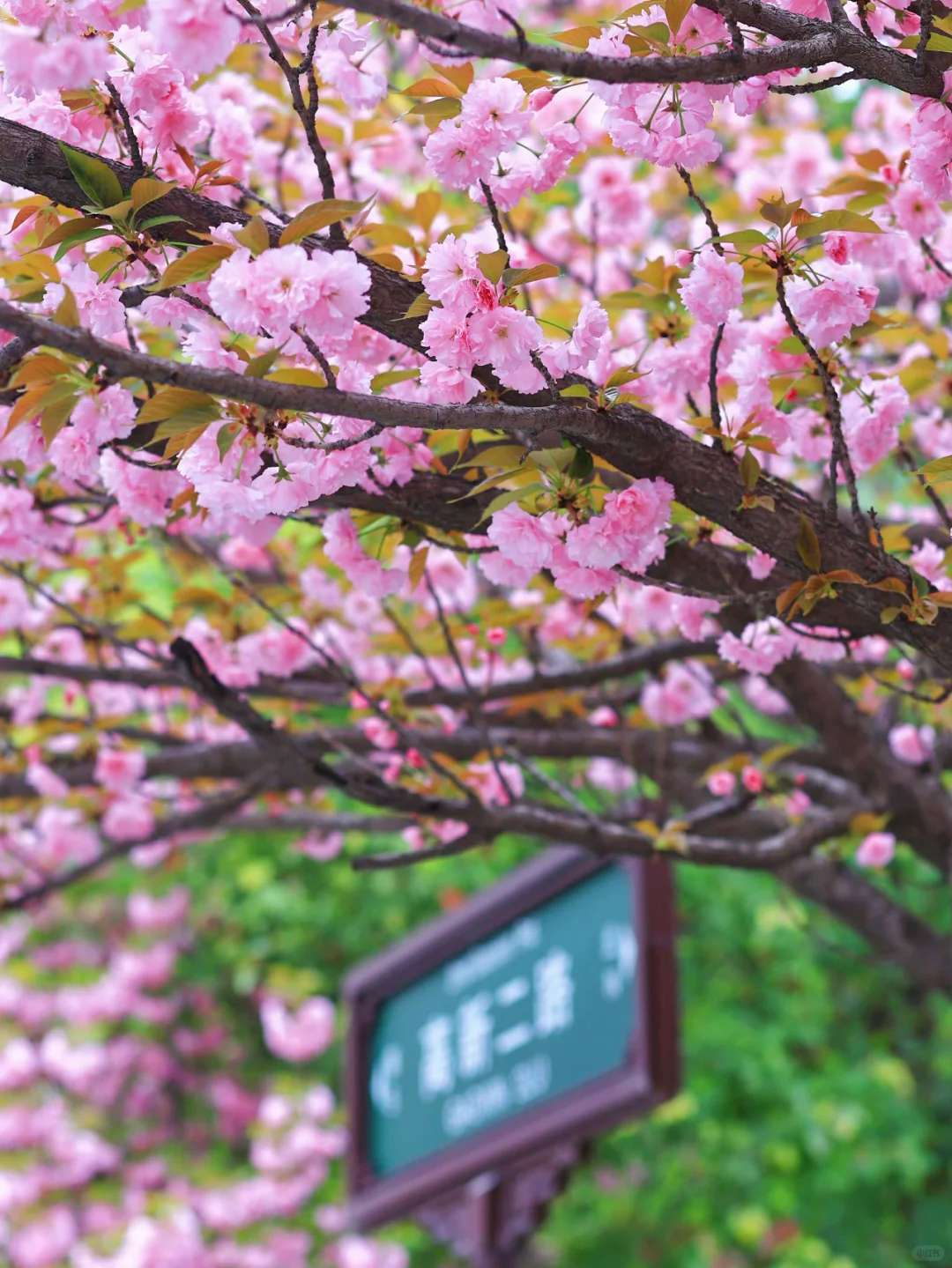 接下来！西安春天是这样的🌷含18个打卡地