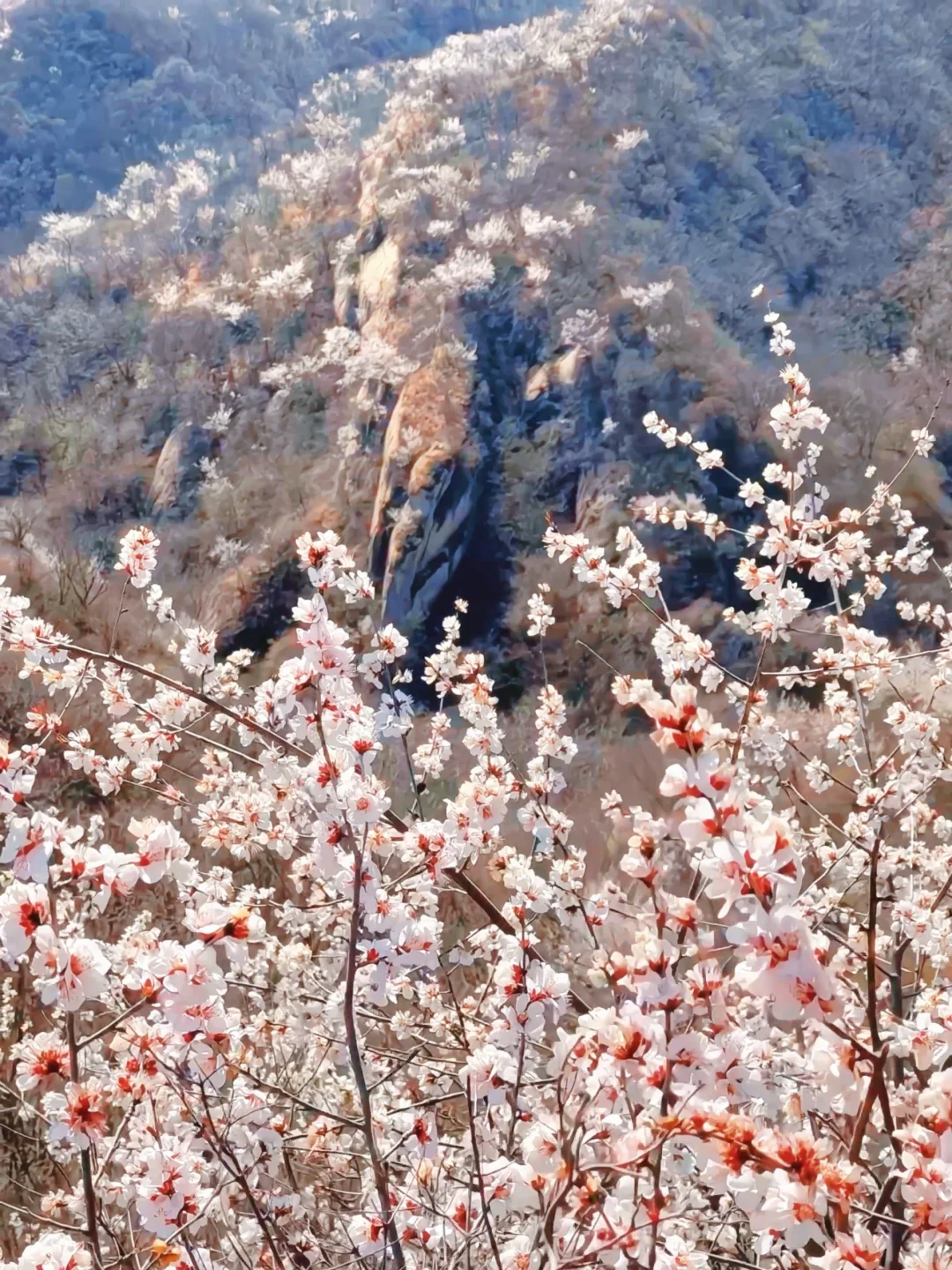 4.1实况🚗1.5h｜绝美赏花栈道🌸美得不像话