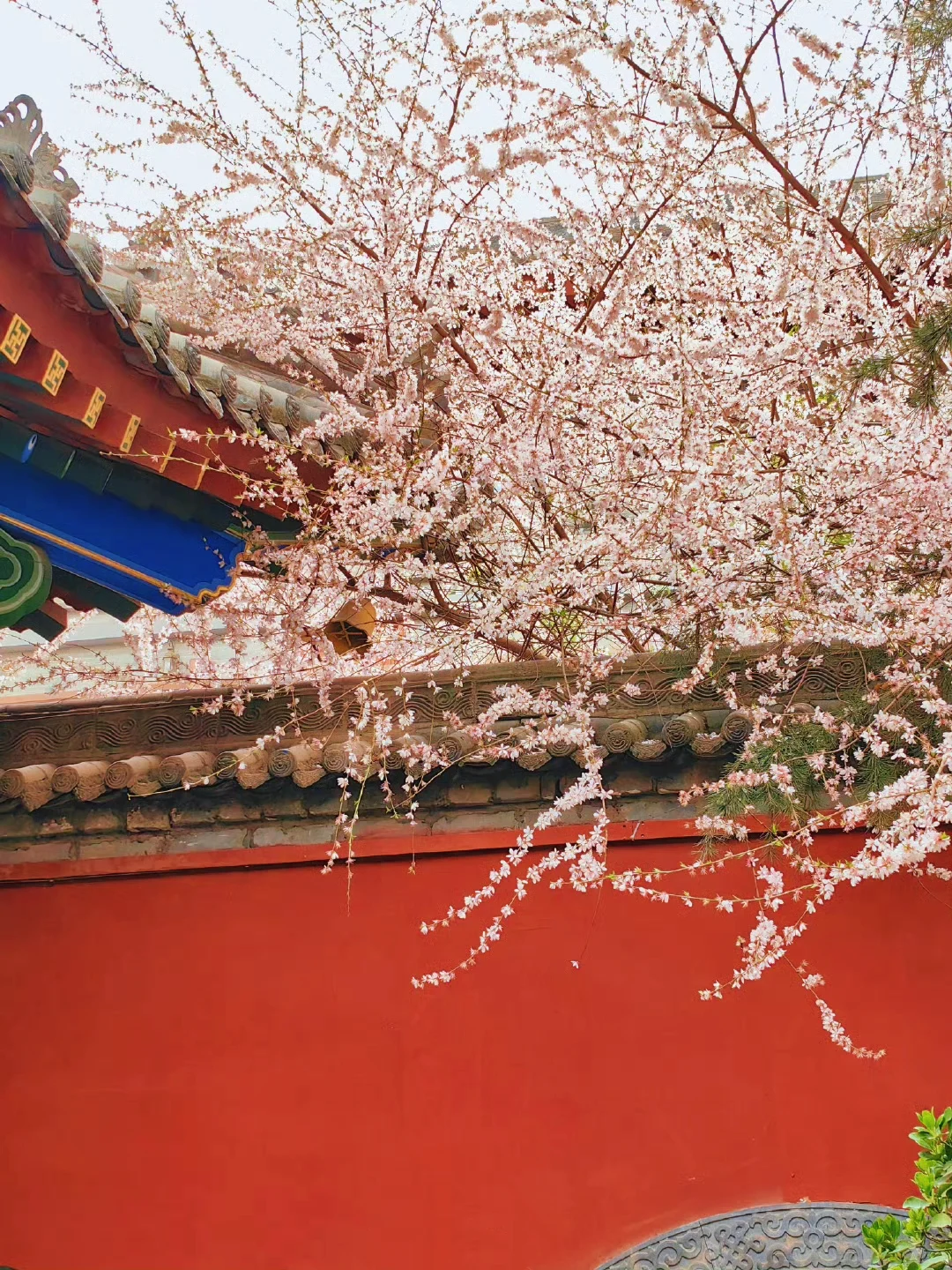 接下来！西安春天是这样的🌷含18个打卡地