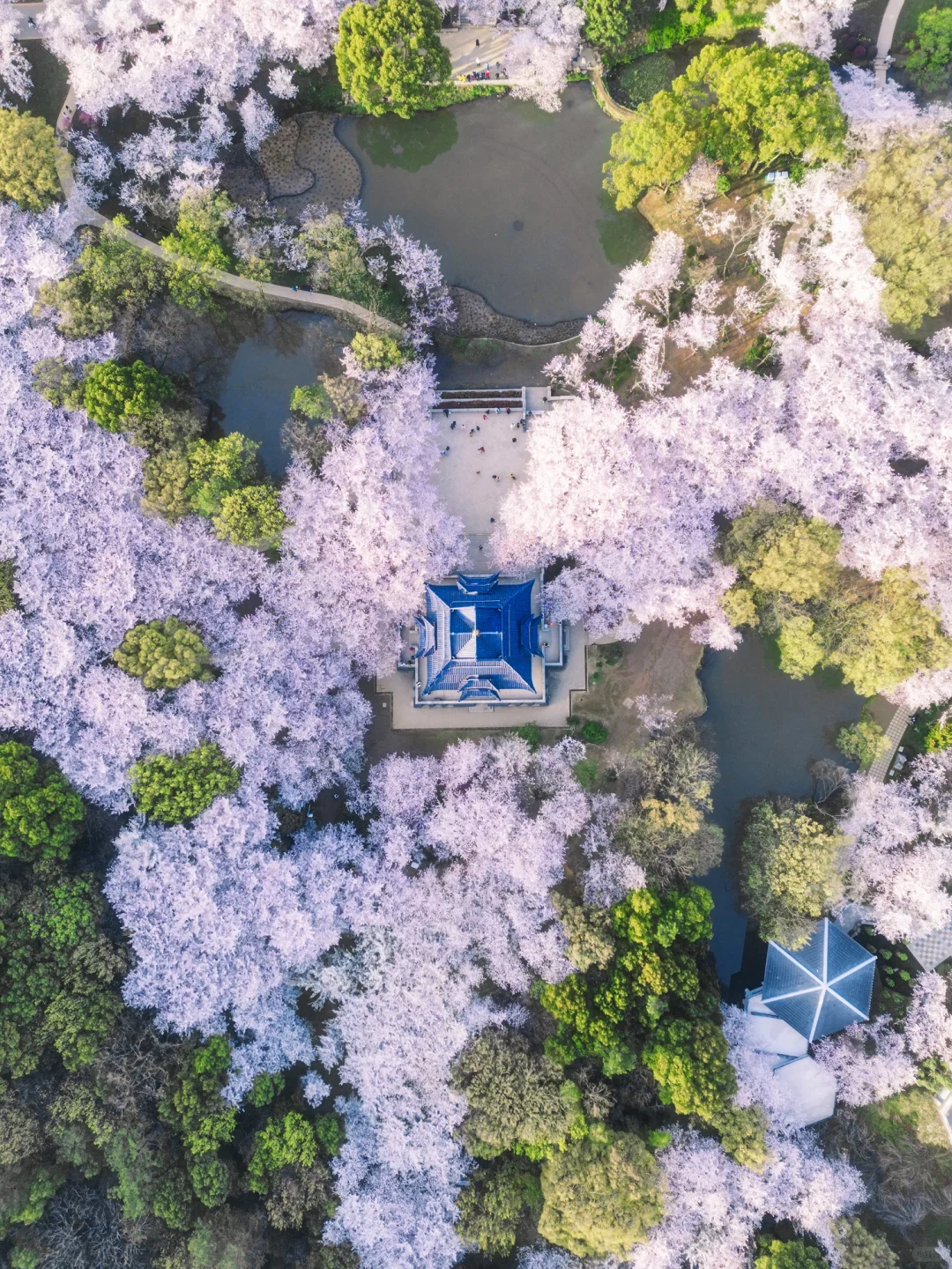 接下来的鼋头渚🌸将迎来万万次的春和景明