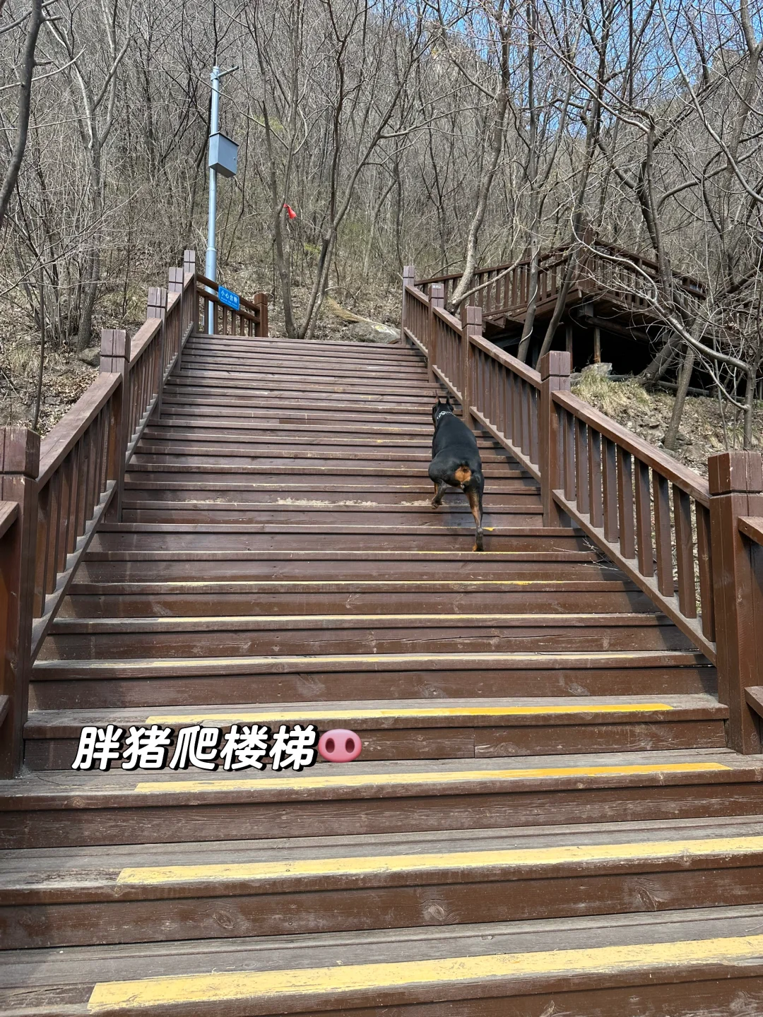 北京宠物友好4A景区上大分!!