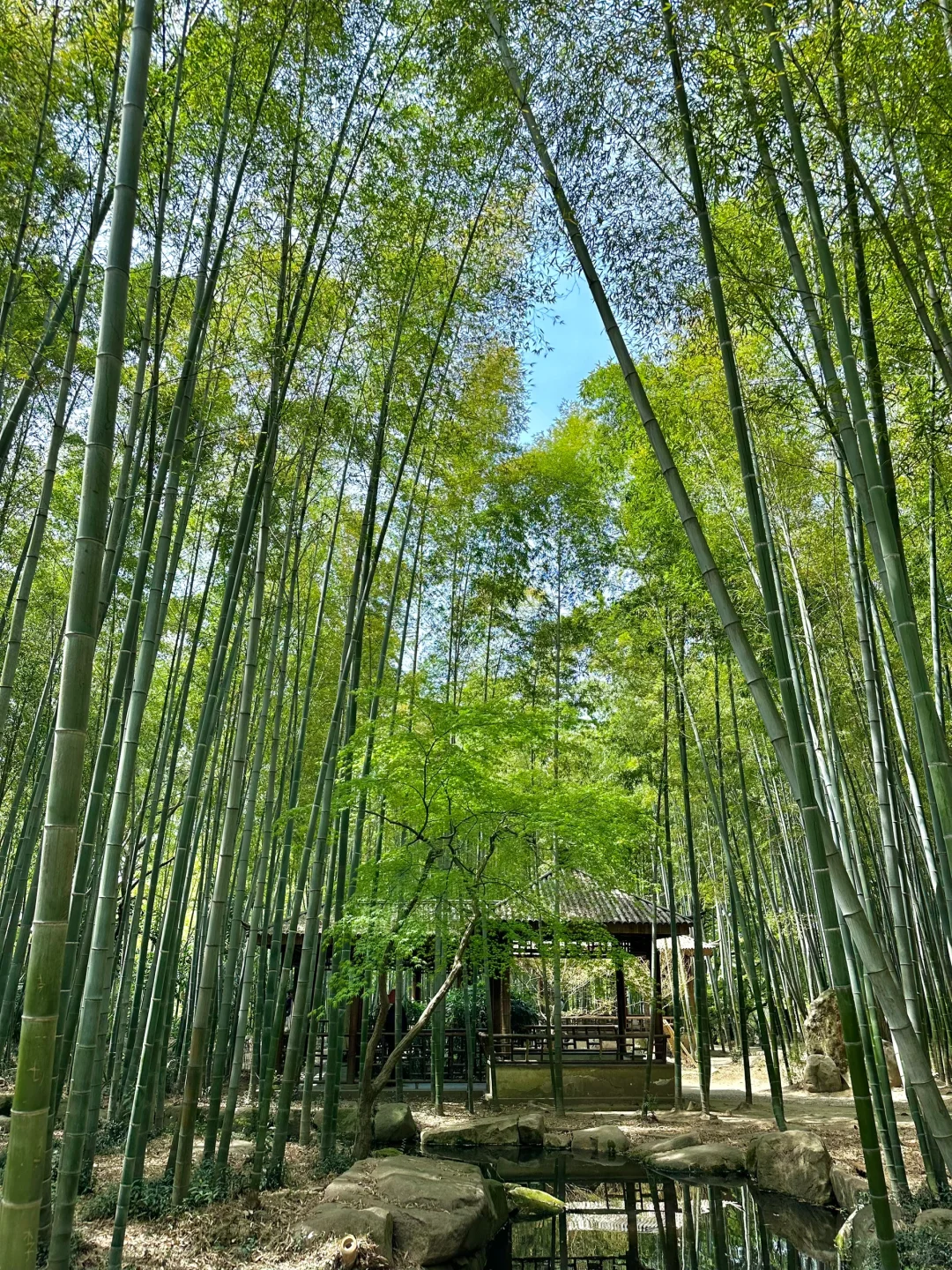到虎丘才知道苏州的春天多治愈！