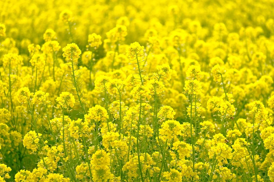 3月去赏花-河北篇（石家庄邯郸保定唐山）