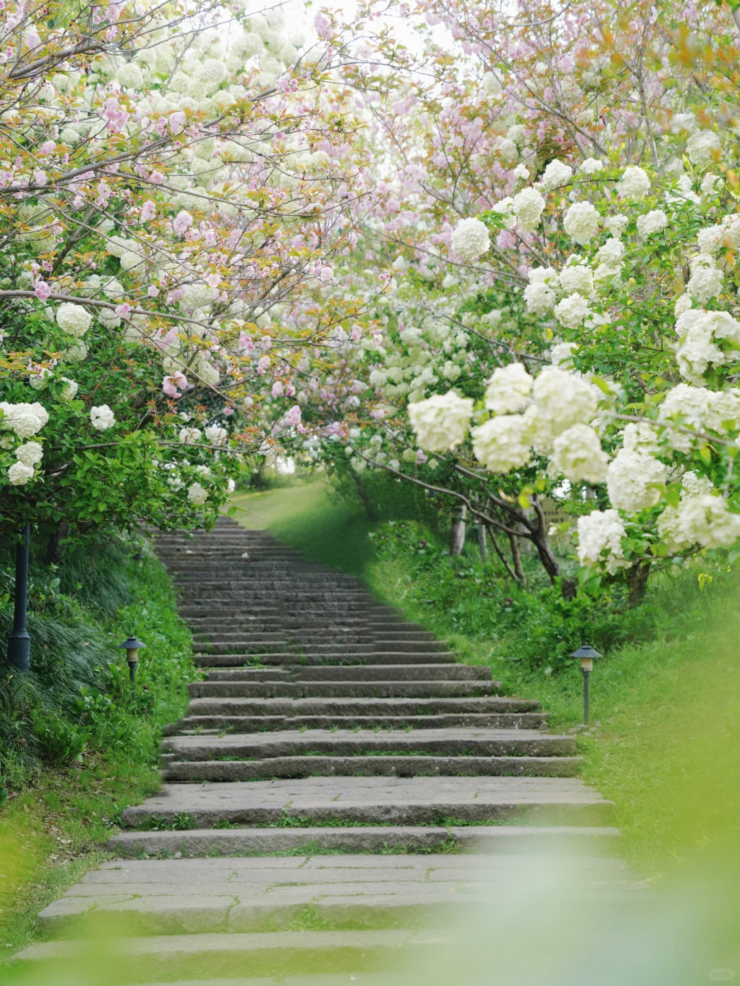 4.2湘湖木绣球| 多处木绣球花海适合拍人像！