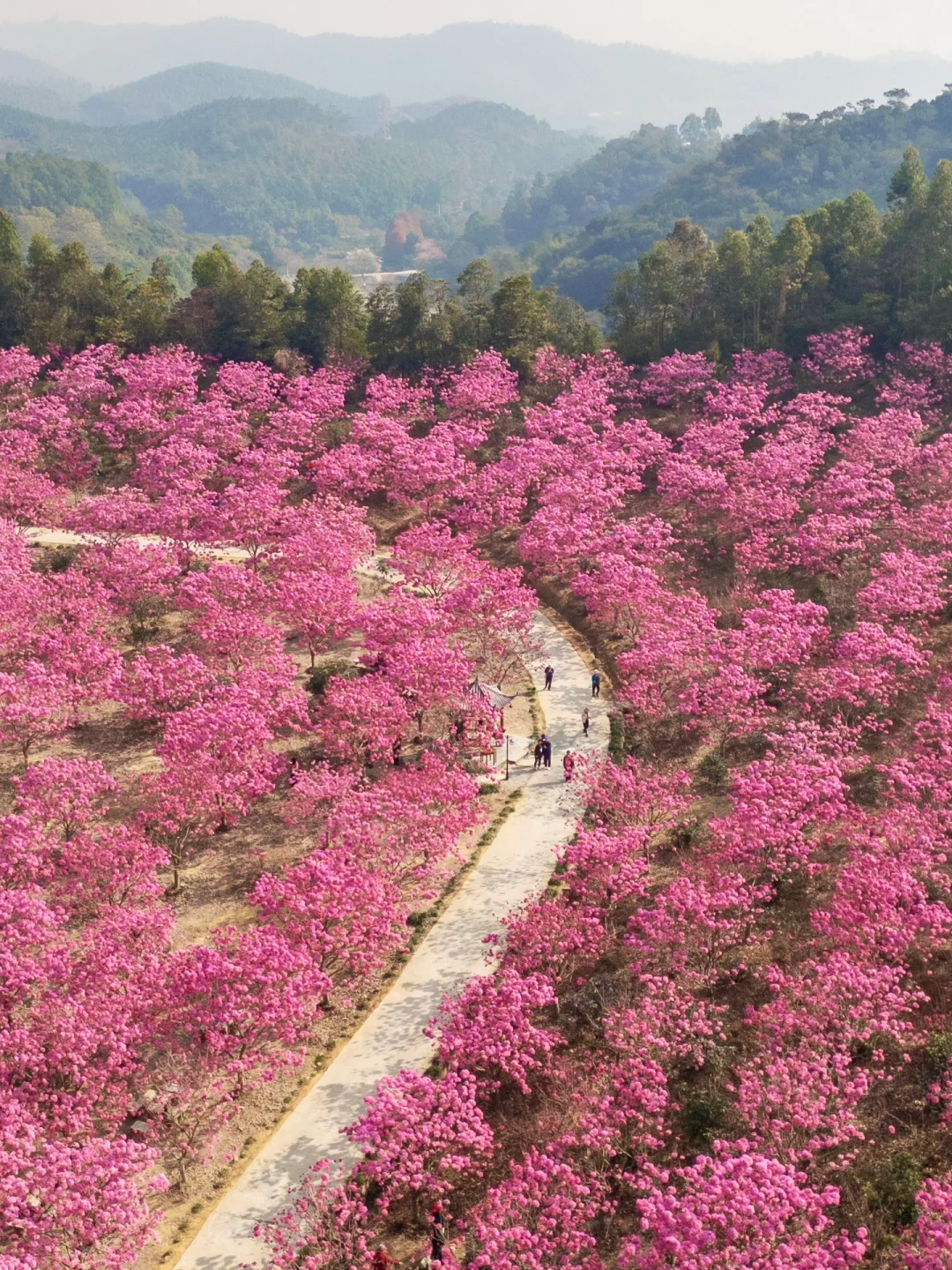 我宣布：这是广东最美的粉色花海🌸