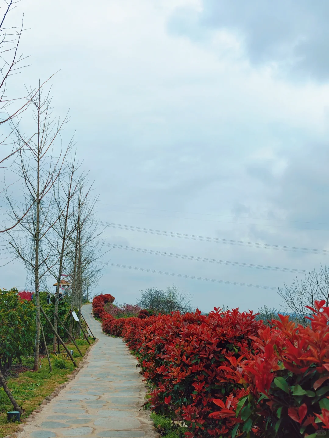 比龙泉山人少,比林芝近!成都人的桃花源