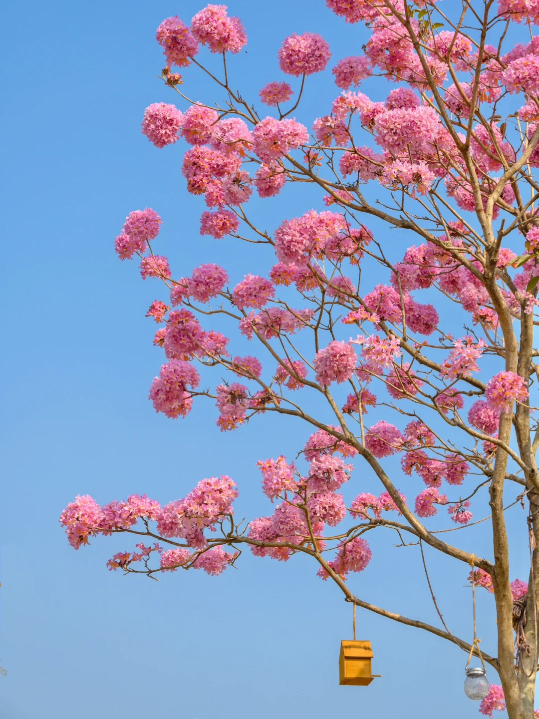 我宣布：这是广东最美的粉色花海🌸