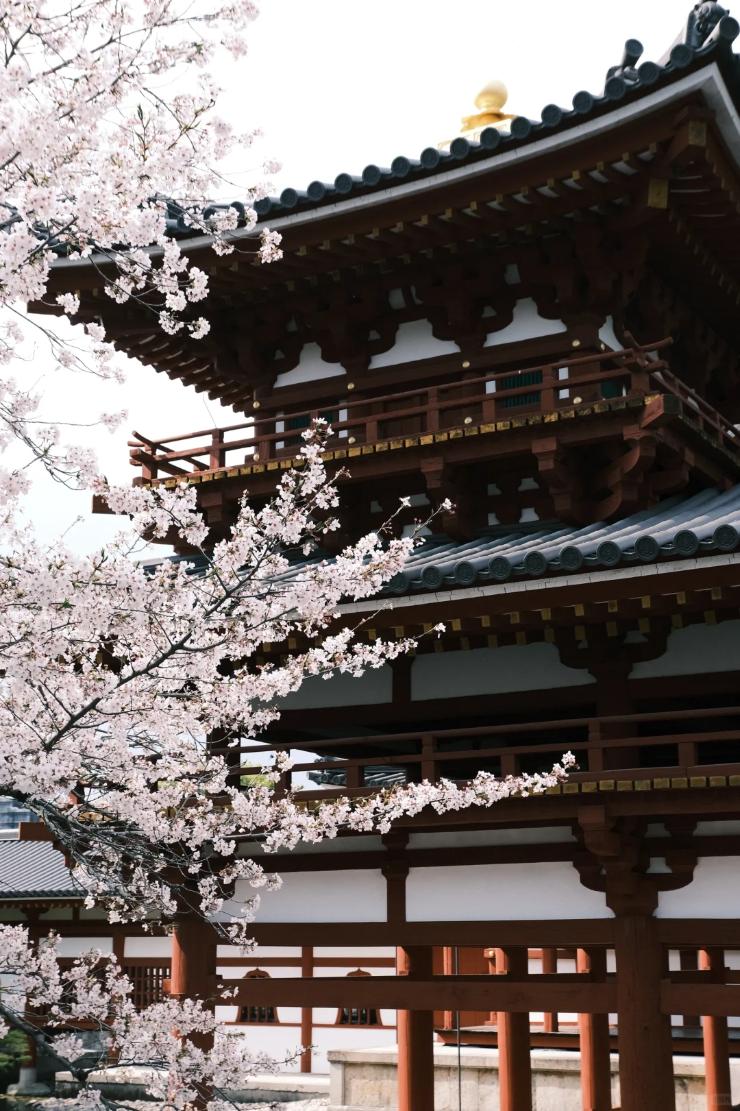 京都｜ 一些樱花里的春和景明