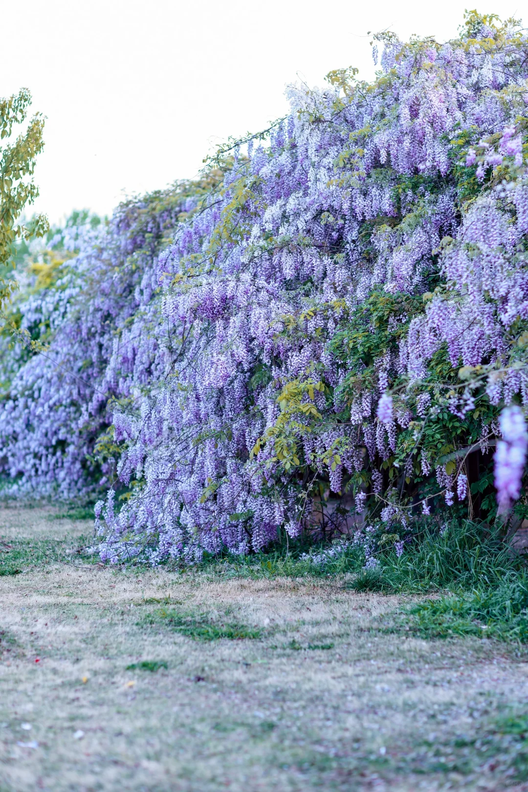 居然让我在合肥拍到了紫藤花瀑布｜附实况图