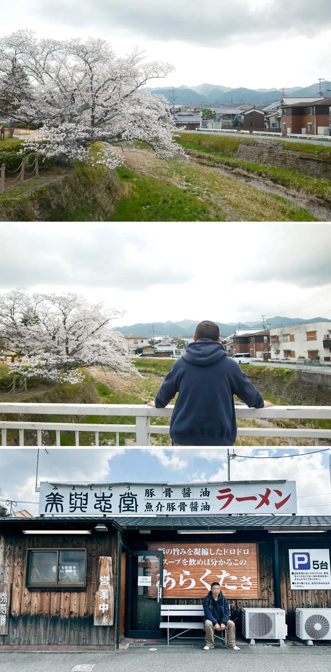 京都樱花