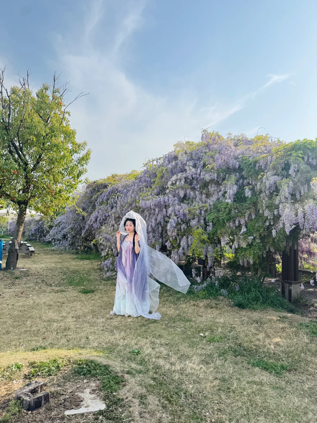 居然让我在合肥拍到了紫藤花瀑布｜附实况图