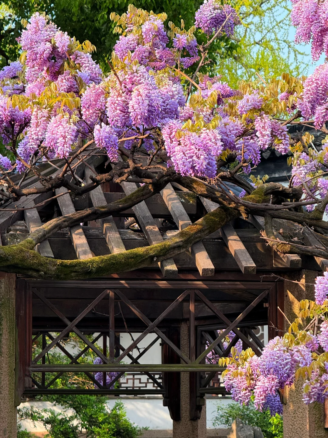 4.6live实拍|这就是老祖宗的浪漫💜一景四季