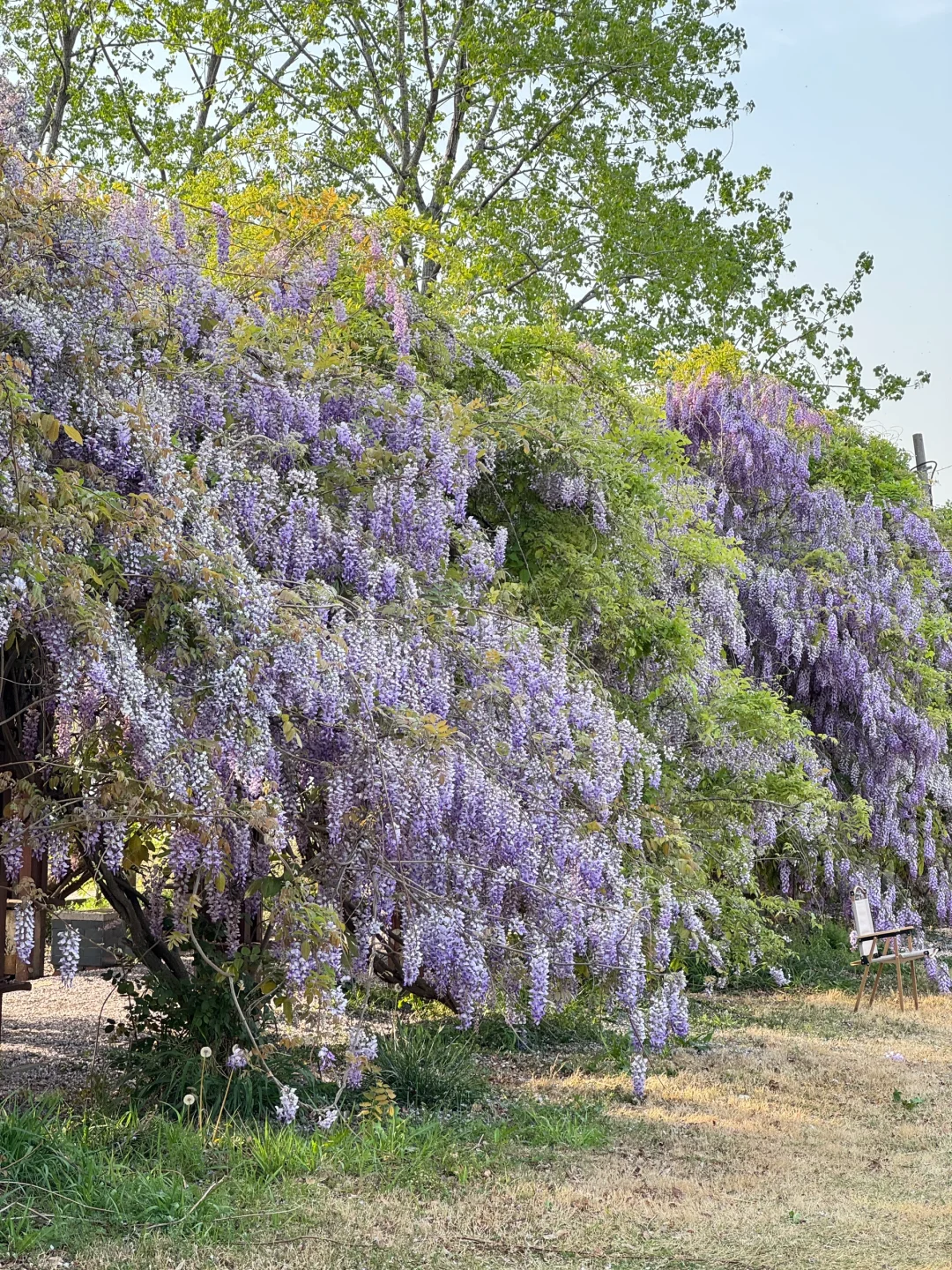 居然让我在合肥拍到了紫藤花瀑布｜附实况图