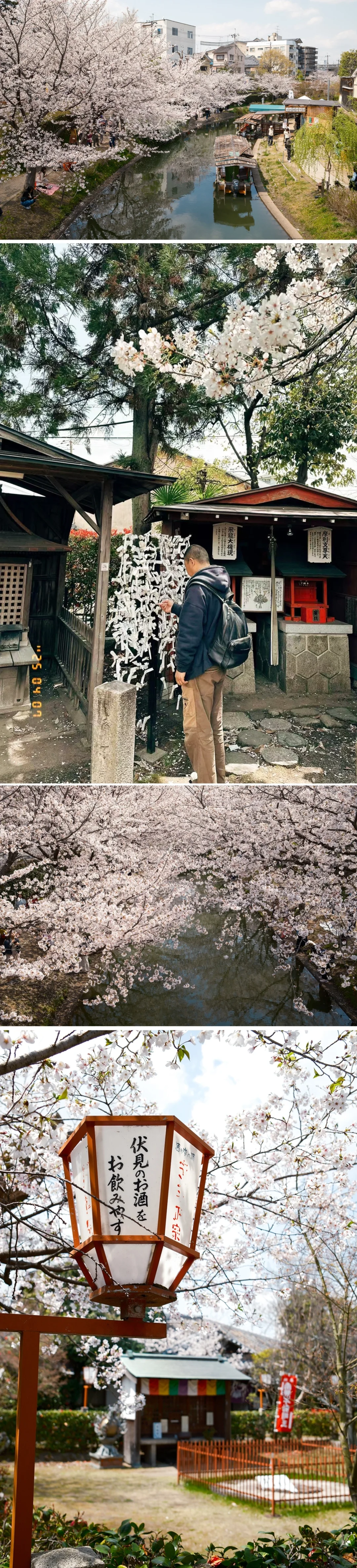 京都樱花