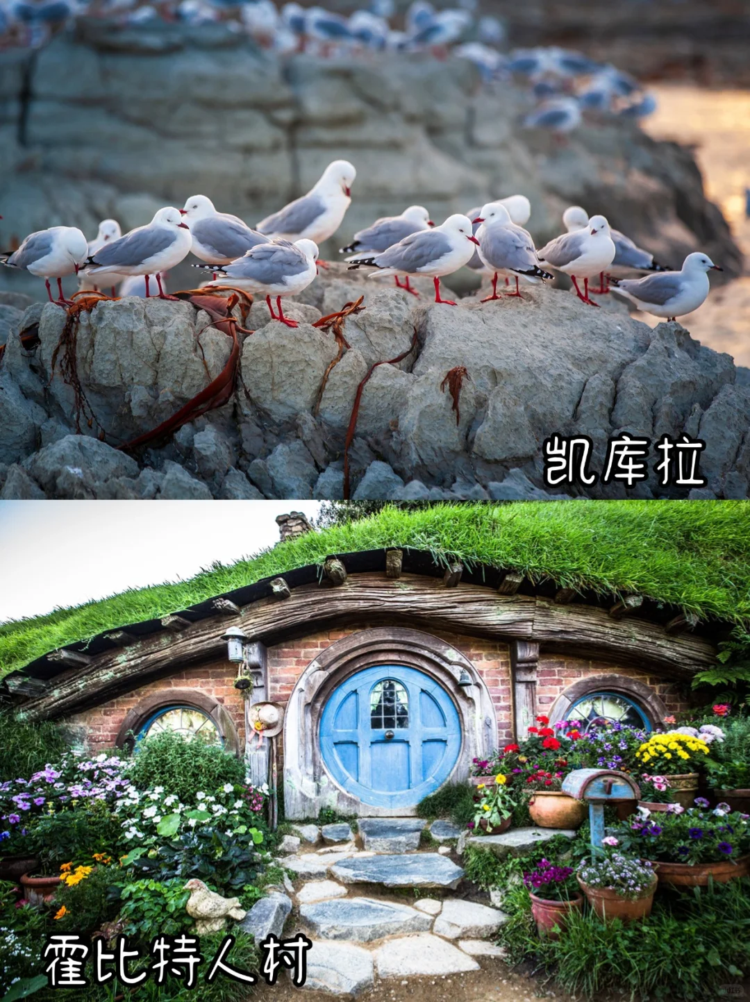 新西兰会惩罚每一个不提前预约的人