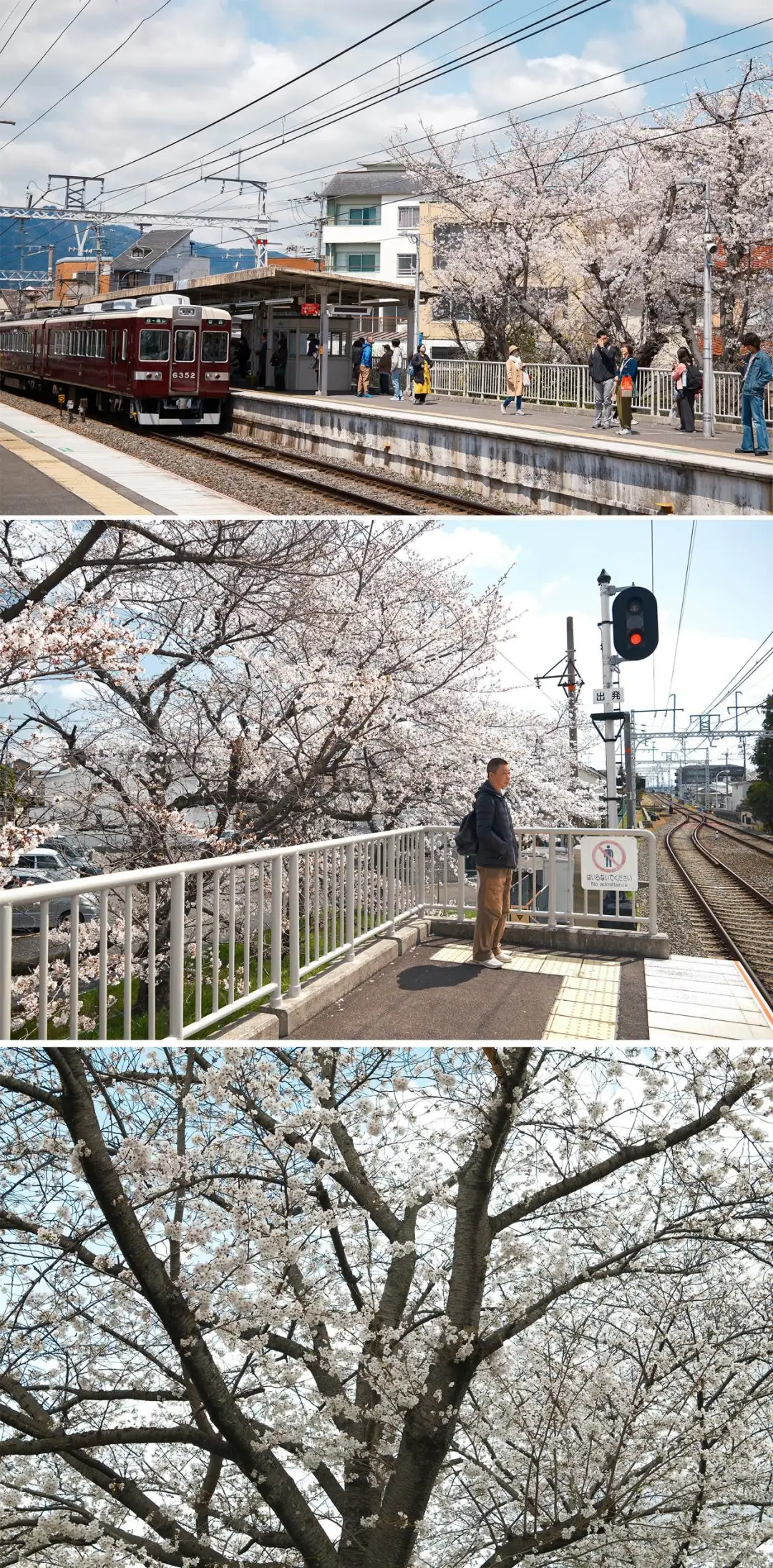 京都樱花