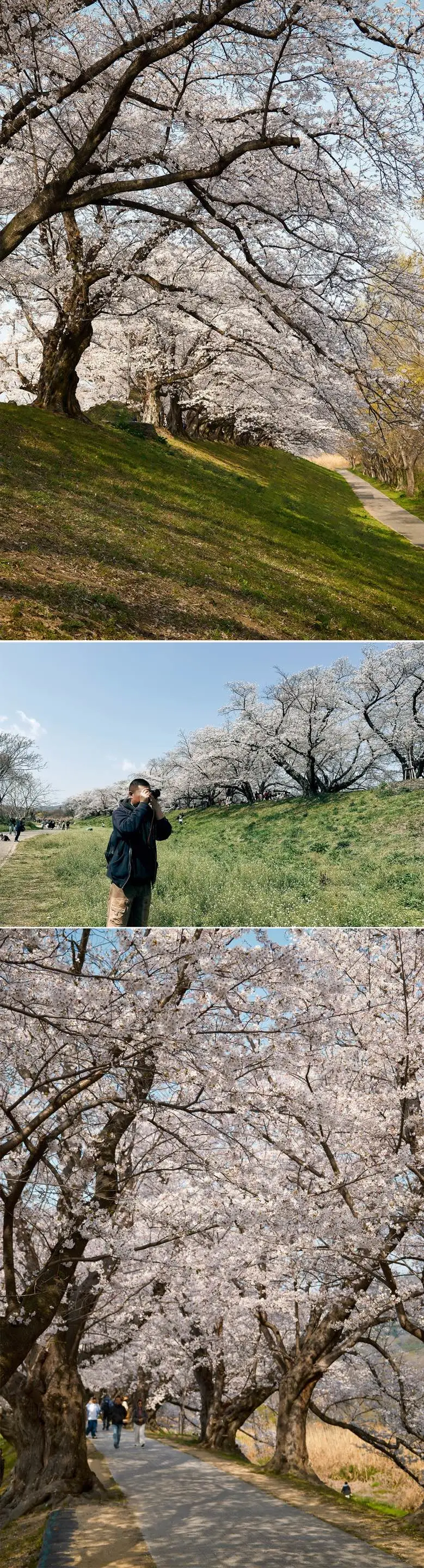 京都樱花