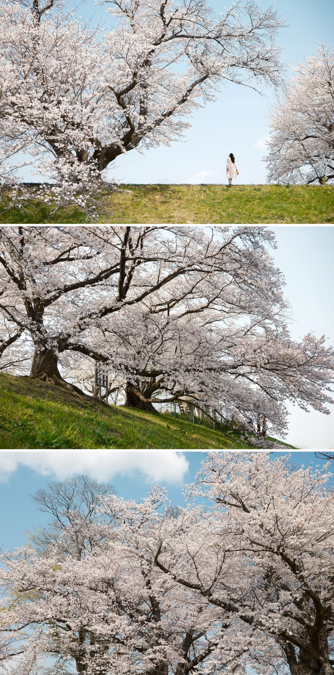 京都樱花