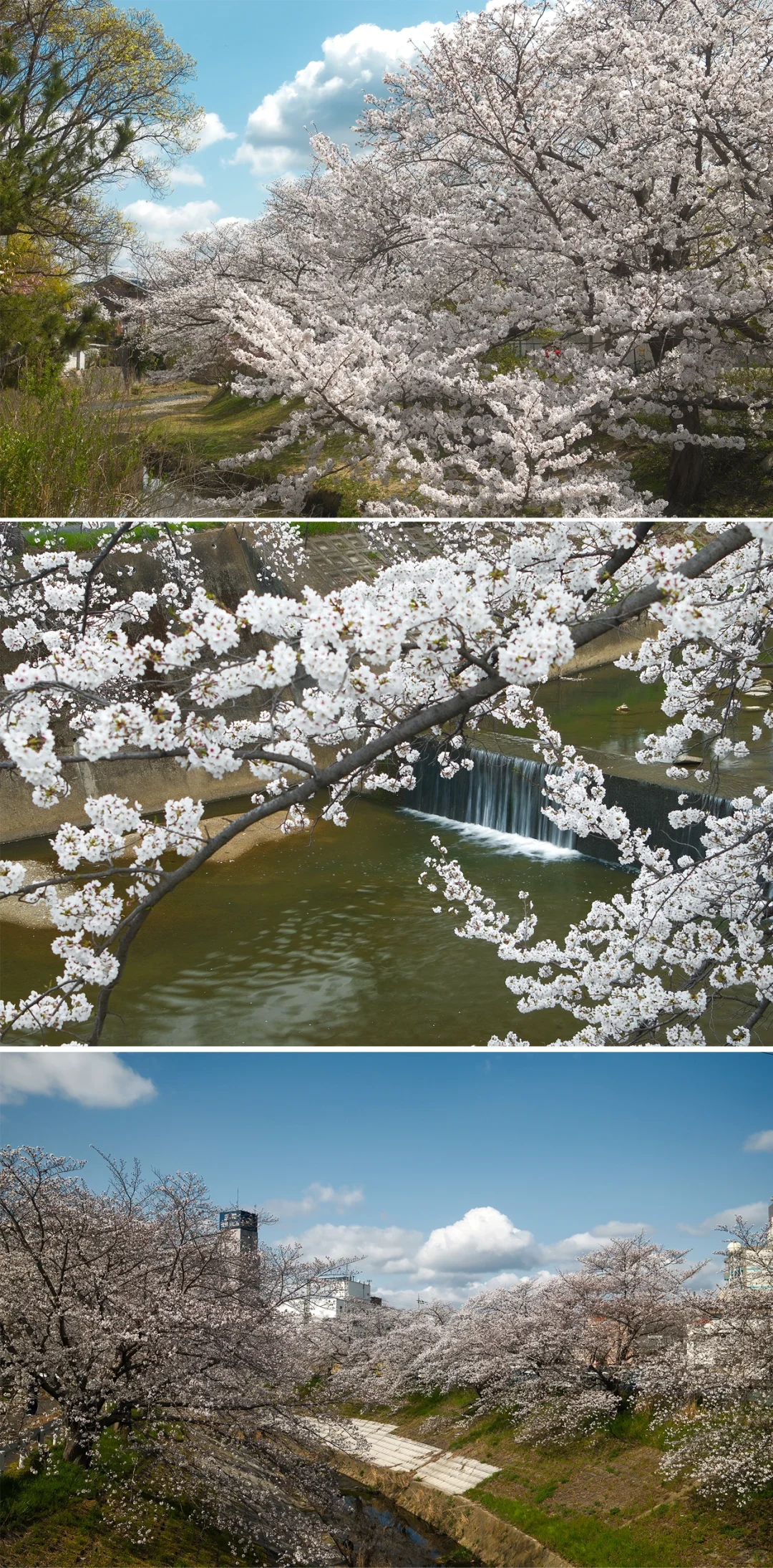 京都樱花