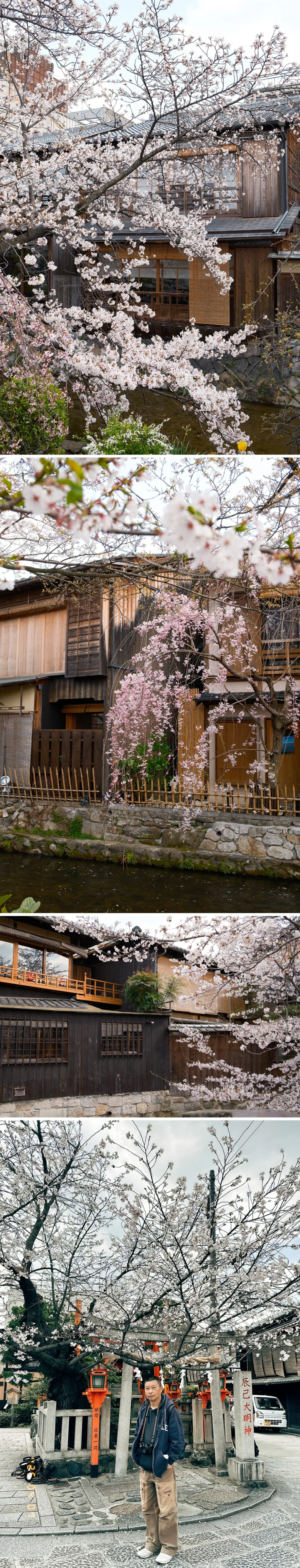 京都樱花
