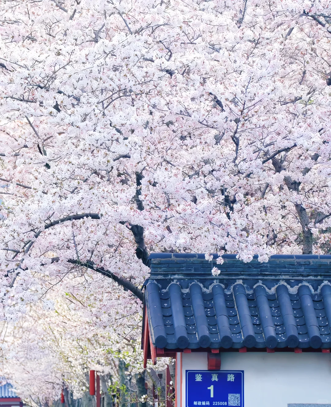 🌸烟花三月下扬州 | 超详细旅游攻略✨