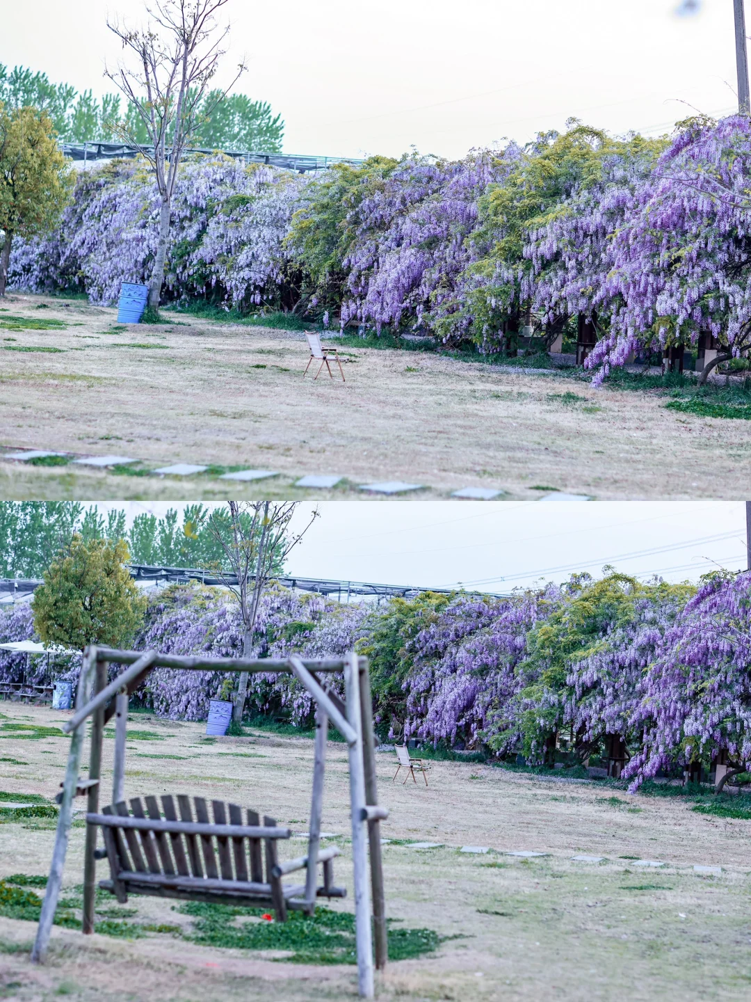 居然让我在合肥拍到了紫藤花瀑布｜附实况图