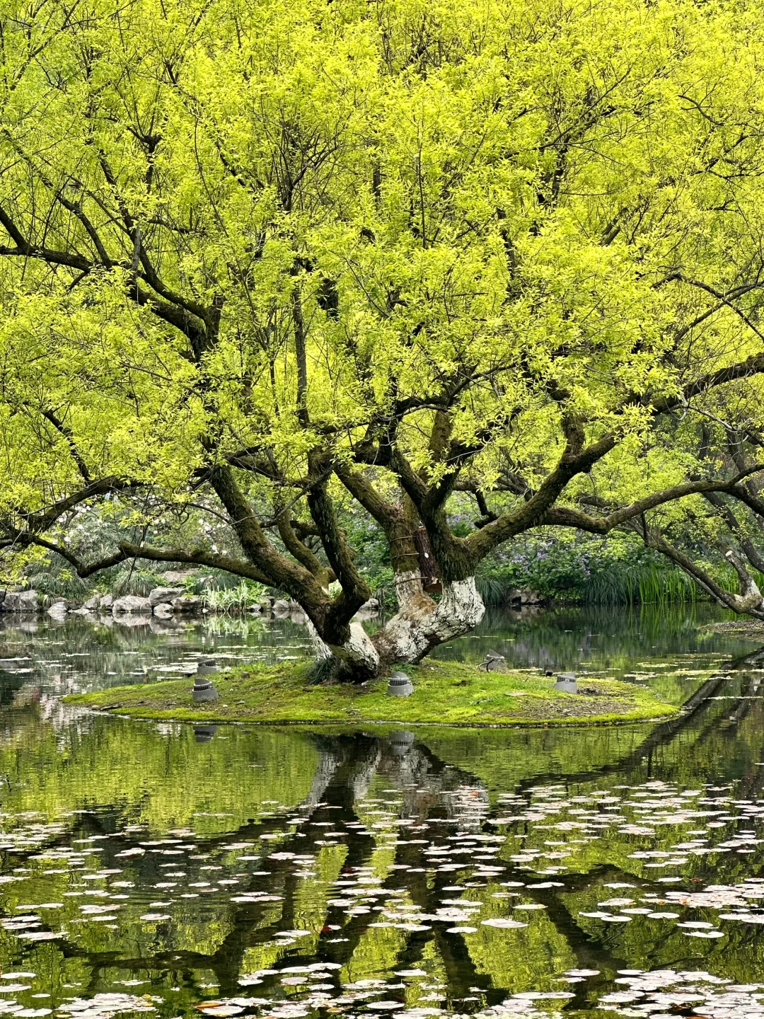 良辰美景西湖不误～