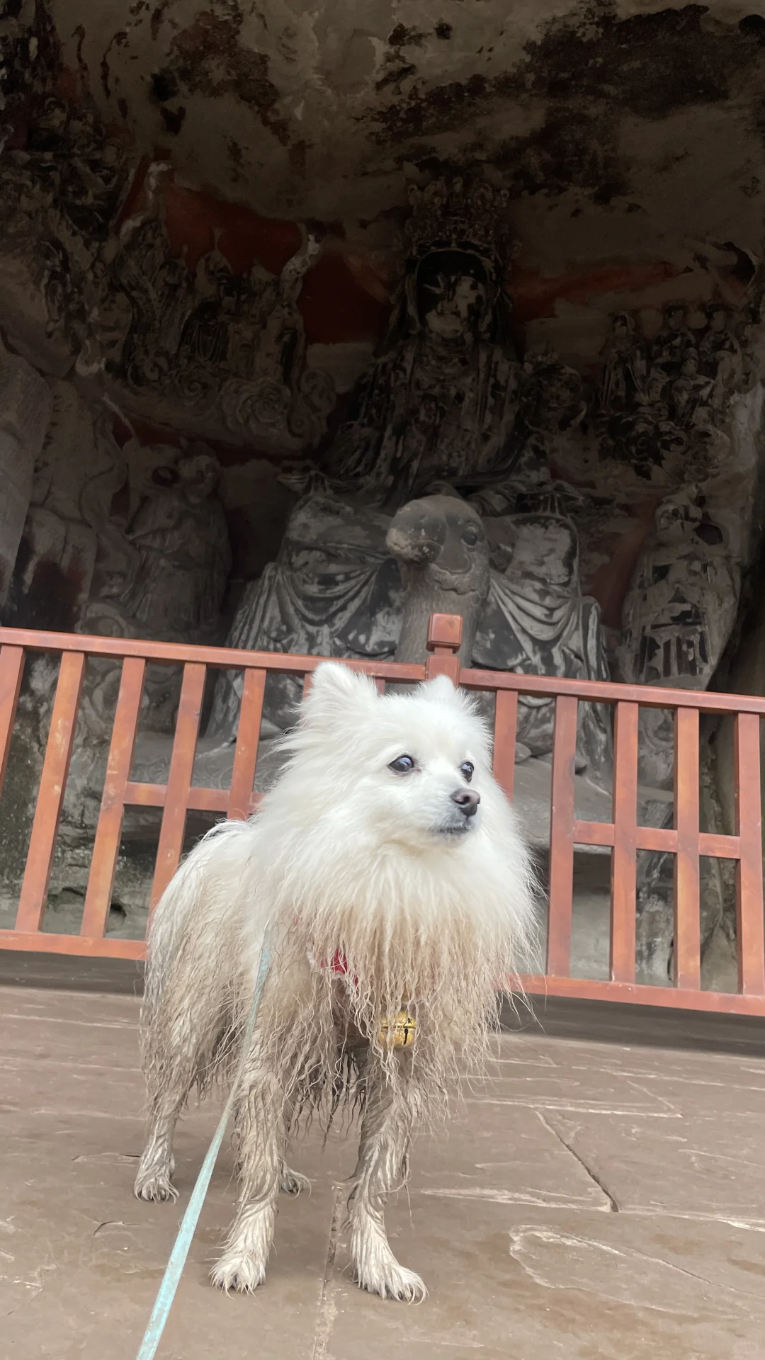 宠物友好景区 国保单位 毛孩子亲自踩点