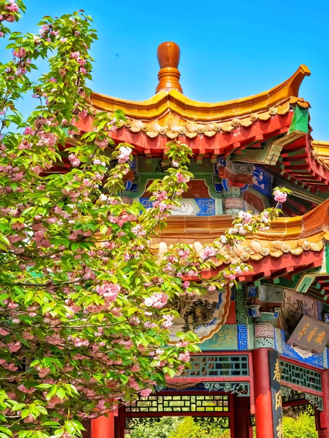 4月风起洛阳🌺牡丹花开等你千年