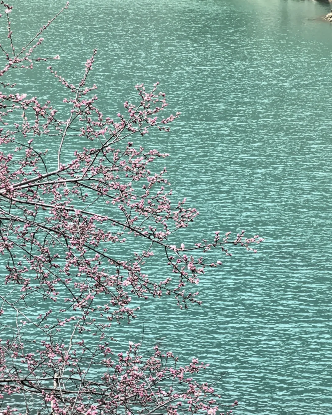 茂县小众景点松坪沟包车一日游！