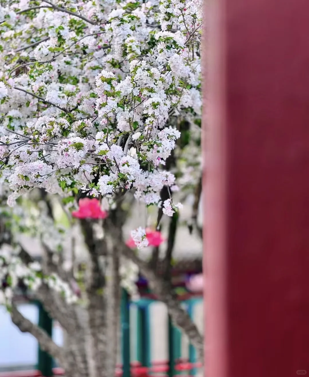 红楼中人｜解锁庄里限定春色✨附赏春攻略