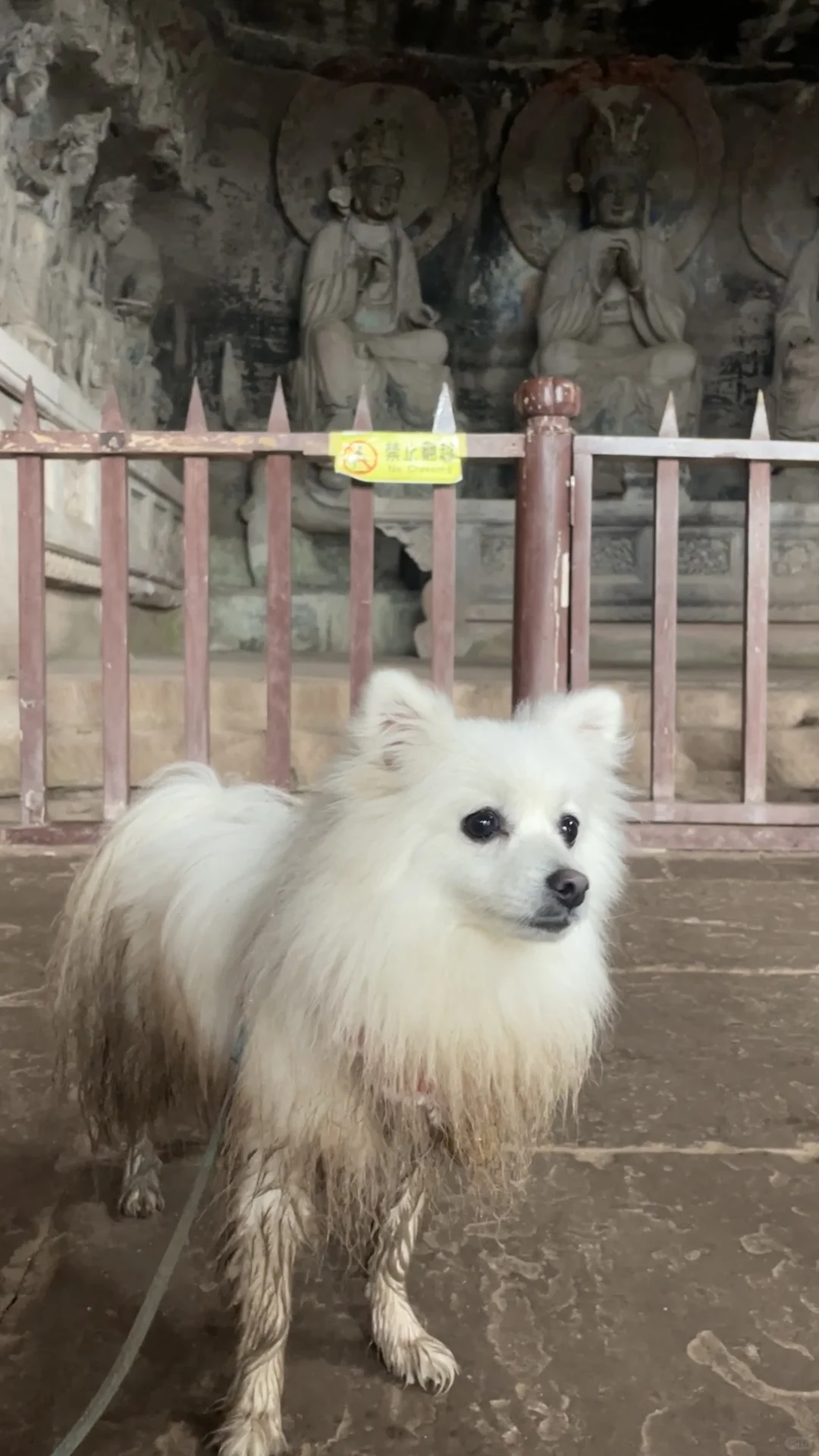 宠物友好景区 国保单位 毛孩子亲自踩点