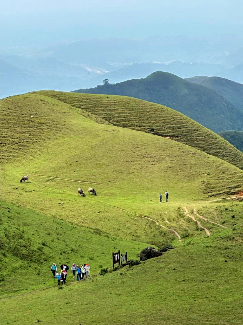 放弃了武功山，广东这9大高山草甸太绝了！